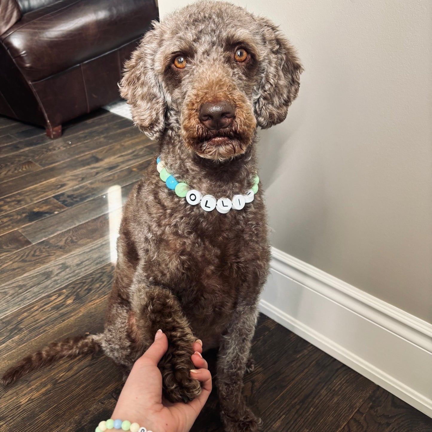 BFF Dog Collar + Free Matching Bracelet
