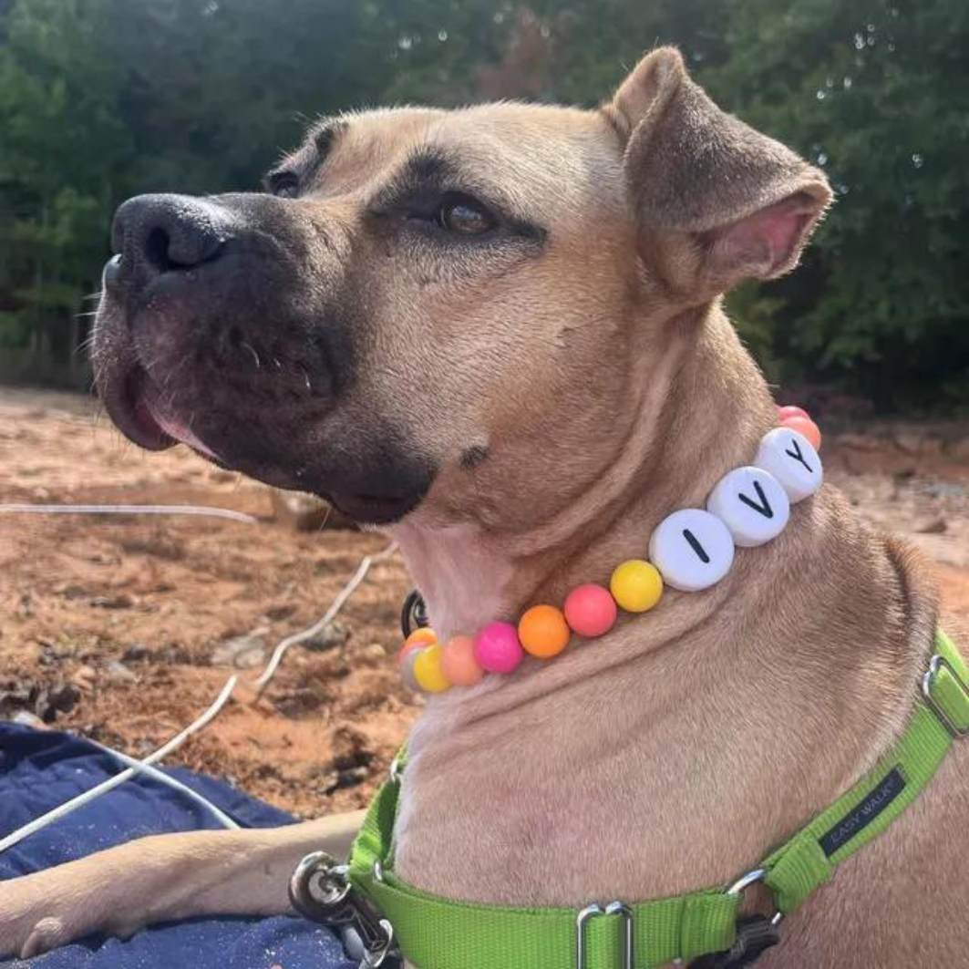 BFF Dog Collar + Free Matching Bracelet